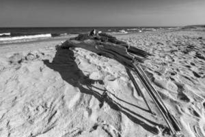 vecchio legna su il spiaggia. nero e bianca foto