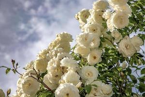 molti bianca Rose su il ramo nel il giardino. fioritura Rose nel il giardino. floreale sfondo. foto