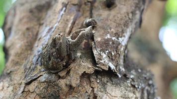 il bellezza di vicino il secco abbaiare di il albero foto