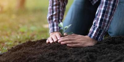 Due mani di il uomini erano piantare il piantine in il terra per asciutto. foto