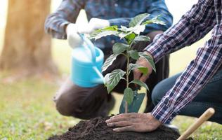 giovane uomo giardiniere, piantare albero nel giardino, giardinaggio e irrigazione impianti. foto