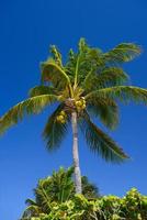 palma di cocco con noci di cocco a playa del carmen, messico foto