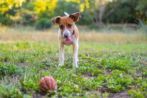 Jack russell terrier nel il parco foto