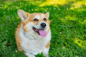 ritratto di divertente corgi cane all'aperto nel il parco foto