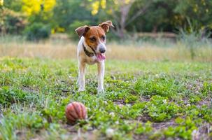 Jack russell terrier nel il parco foto