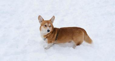 divertente corgi cane nel il neve foto