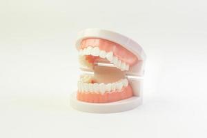 il modello del dente su sfondo bianco per il contenuto dentale. foto