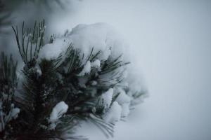 albero di pino sempreverde di natale coperto di neve fresca foto