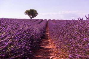 campo di fiori di lavanda viola con albero solitario foto