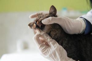 clinica veterinaria. ritratto medico femminile presso l'ospedale degli animali che tiene un simpatico gatto malato foto