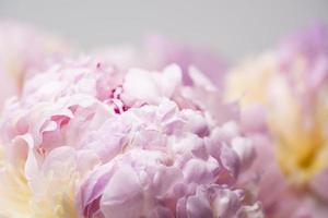 sfondo di fiori di peonia rosa, bella primavera. foto