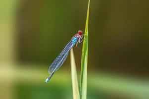 uno blu damselfly libellula si siede su un' gambo nel un' prato foto