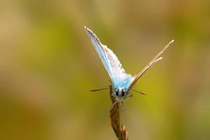 uno Comune blu farfalla si siede su un' gambo nel un' prato foto