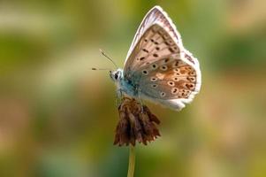 uno Comune blu farfalla si siede su un' fiore nel un' prato foto