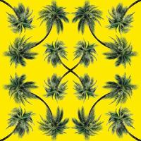 modello di foglie di palma verde per il concetto di natura, albero di cocco tropicale isolato su sfondo giallo foto