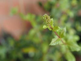 menta piperita pianta scientifico. nome Mentha piperita selettivo messa a fuoco foto