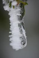 albero di pino sempreverde di natale coperto di neve fresca foto