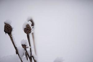 albero di pino sempreverde di natale coperto di neve fresca foto