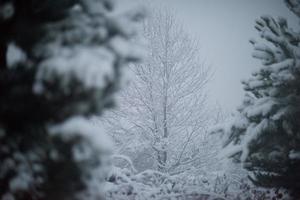 albero di pino sempreverde di natale coperto di neve fresca foto