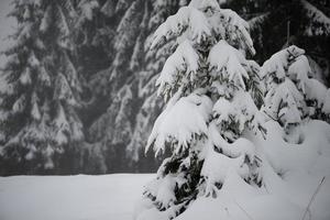 albero di pino sempreverde di natale coperto di neve fresca foto