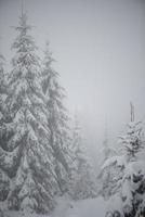 albero di pino sempreverde di natale coperto di neve fresca foto