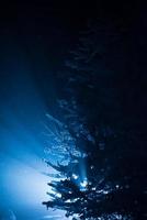 albero coperto di neve fresca nella notte d'inverno foto