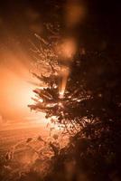 albero coperto di neve fresca nella notte d'inverno foto