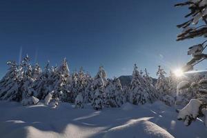 inverno Alba con fresco neve coperto foresta e montagne foto