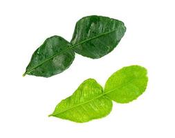 foglia kaffir lime isolato su bianca sfondo ,verde le foglie modello foto