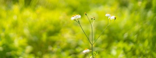 primo piano del fiore bianco dell'erba con il polline giallo sotto la luce solare con lo spazio della copia usando come paesaggio naturale delle piante dello sfondo, concetto della pagina di copertina della carta da parati di ecologia. foto