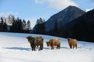 animale di vacca in inverno foto