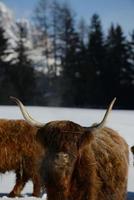 animale di vacca in inverno foto