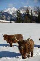 animale di vacca in inverno foto