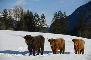 animale di vacca in inverno foto