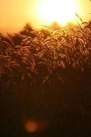 canna erba fiore nel il tramonto foto