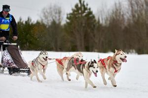 corse di cani da slitta husky foto