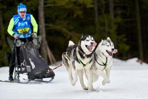 corse di cani da slitta husky foto