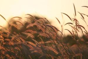 canna erba fiore nel il tramonto foto