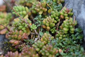 sedum album, il bianca stonecrop foto