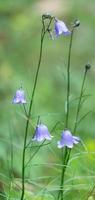 fiori dopo il pioggia foto