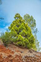 canario pino, pinus canariensis nel il corona forestale natura p foto