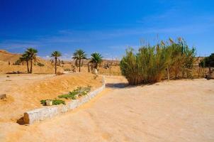 cespugli nel deserto del sahara, tunisia, nord africa foto