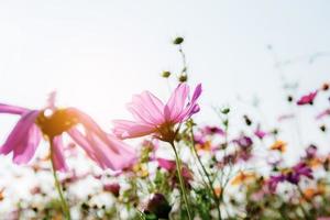 cosmo con il luce del sole. foto