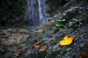 autunno giallo foglia su un' cascata sfondo foto