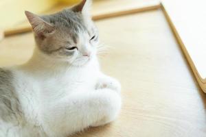 gatto con gli occhi chiusi. gatto giace stretto e ha chiuso gli occhi foto