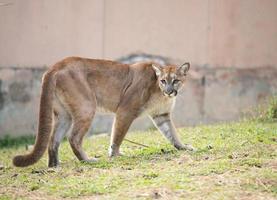 puma nel zoo foto