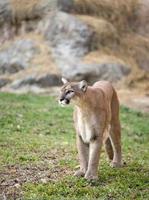 puma nel zoo foto