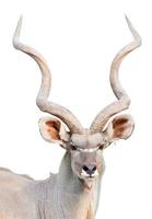 maschio maggiore kudu isolato foto