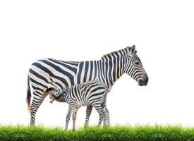 zebra era l'allattamento al seno foto