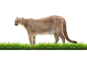 puma isolato con verde erba foto